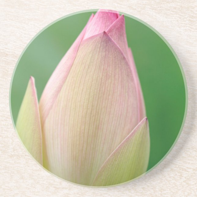 Unopened Water Lily Bulb, Durban Botanical Coaster (Front)