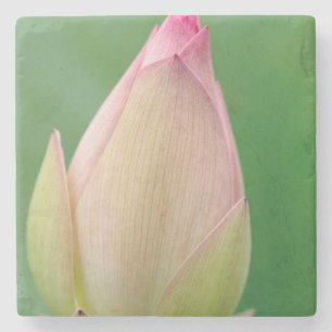 Unopened Water Lily Bulb, Durban Botanical Stone Coaster