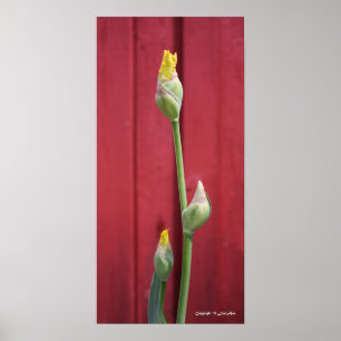 Unopened  - Yellow Poster