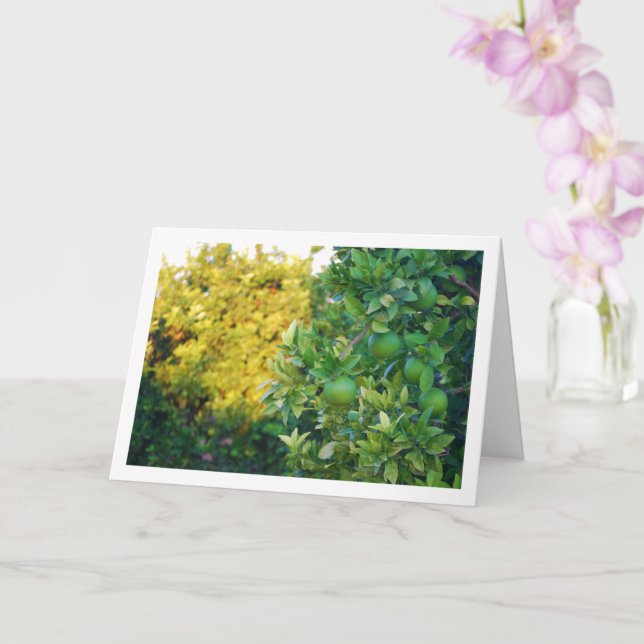 Unripe Oranges on Tree Card (Orchid)