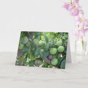 Unripened Purple Plum Tree Card