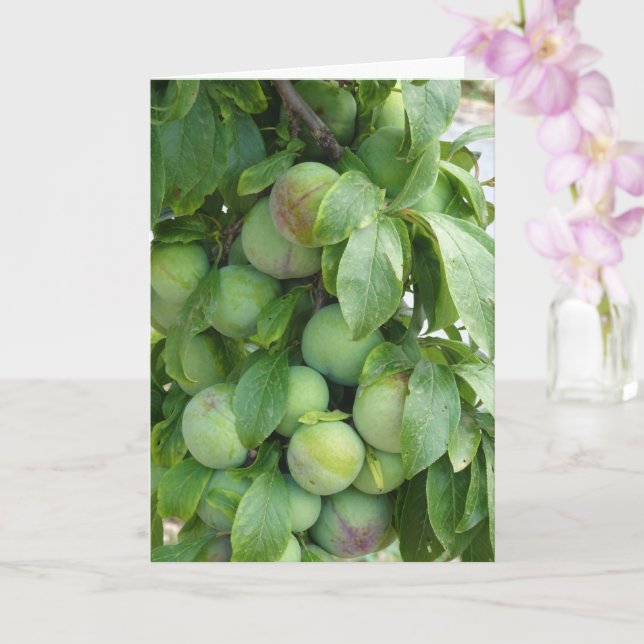 Unripened Purple Plum Tree Card (Orchid)