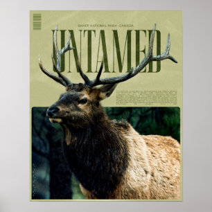 Untamed Banff National Park Elk Poster