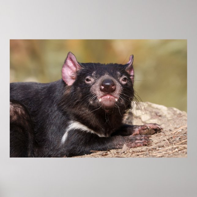 Untamed Spirit Tasmanian Devil Poster (Front)