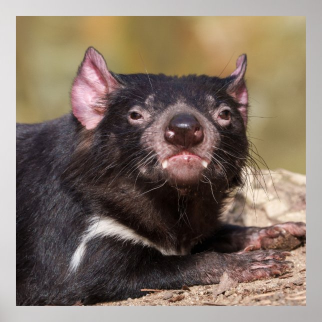Untamed Spirit Tasmanian Devil Poster (Front)