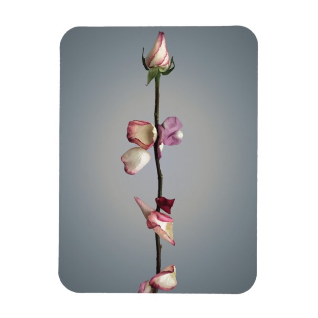 Until the last petal... magnet (Vertical)