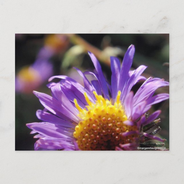 Untitled Aster Number 10 Postcard (Front)