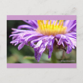 Untitled Aster Number 2 Postcard
