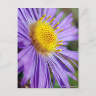 Untitled Aster Number 5 Postcard