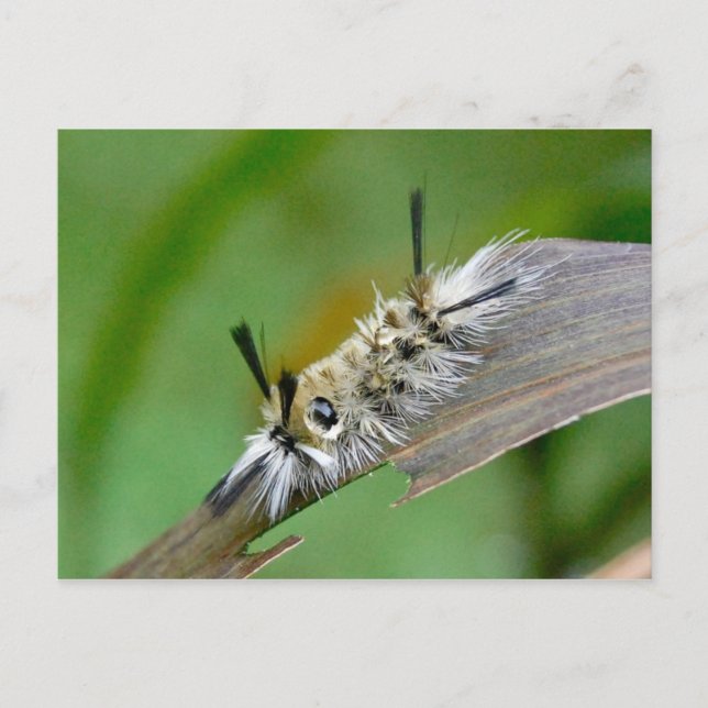 Untitled Postcard (Front)