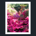 UNTITLED Rhododendron Floral Photography Poster<br><div class="desc">Azaleas and rhododendrons - Vincennes Garden, Paris.</div>