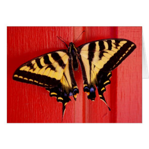 unusual background swallowtaill butterfly