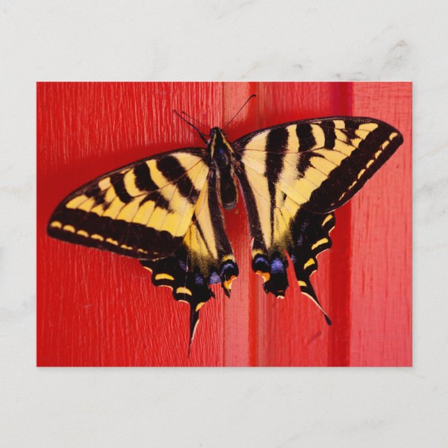 unusual background swallowtaill butterfly postcard (Front)
