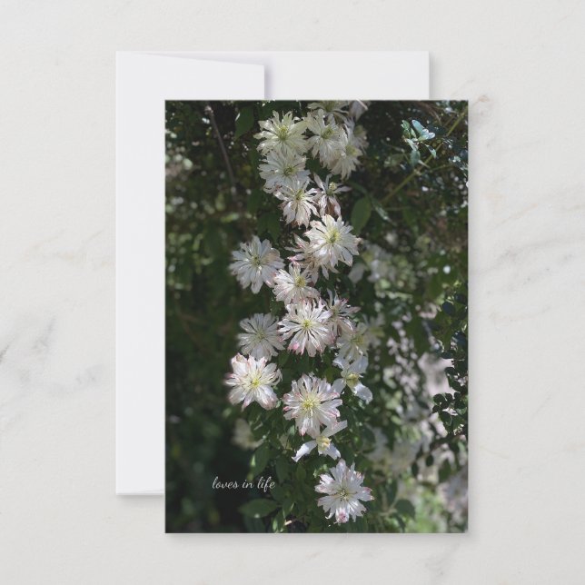 Unusual While Clematis Card (Front)