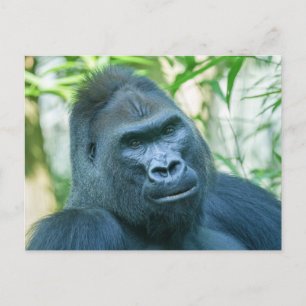 Unwavering Strength Silverback Gorilla Kito Holiday Postcard