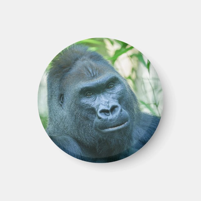 Unwavering Strength Silverback Gorilla Kito Magnet (Front)