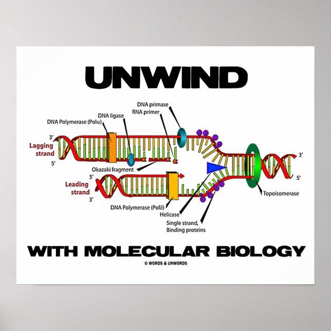 Unwind With Molecular Biology (DNA Replication) Poster (Front)