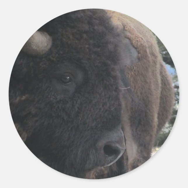 Up Close and Personal Classic Round Sticker (Front)