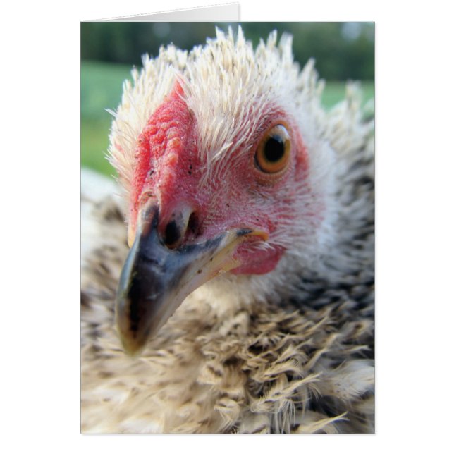 Up Close and Personal With a Frizzle (Front)