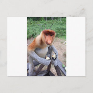 Up close and personal with male Proboscis monkey Postcard