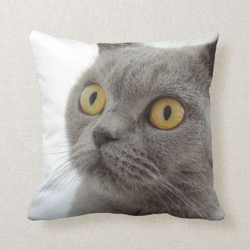 Image of Up-Close British Shorthair Cat Throw Cushion