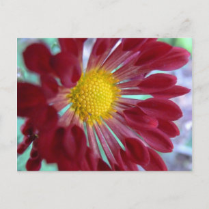 Up-Close Daisy Postcard