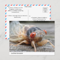 Up-Close Encounter: The Intriguing World of Cicada