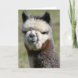 Up Close Grey Alpaca Card