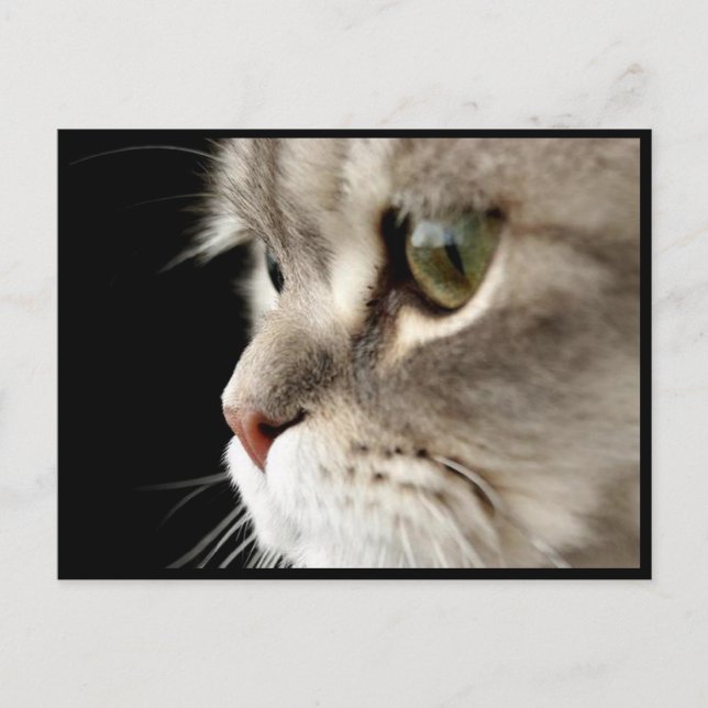 Up-Close Kitty Post Card (Front)