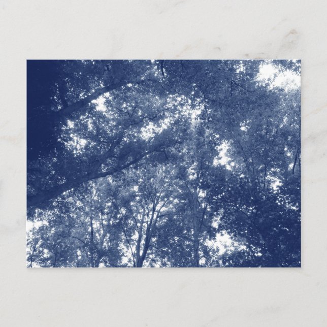Up in the Trees - Cyanotype Effect Postcard (Front)