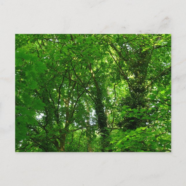 Up in the Trees Postcard (Front)