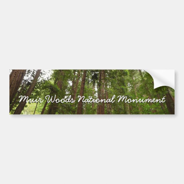 Up to Redwoods I at Muir Woods National Monument Bumper Sticker (Front)