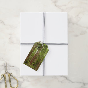 Up to Redwoods I at Muir Woods National Monument Gift Tags