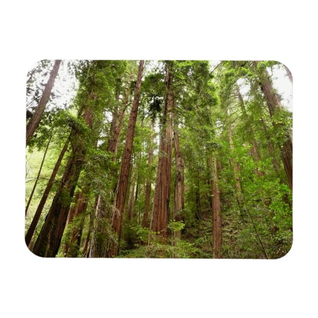 Up to Redwoods I at Muir Woods National Monument Magnet (Horizontal)