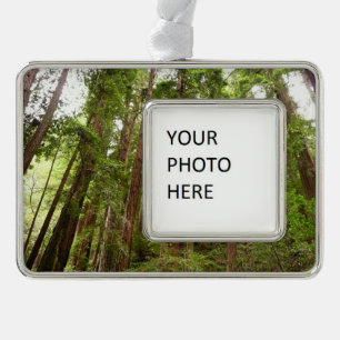 Up to Redwoods I at Muir Woods National Monument Silver Plated Framed Ornament