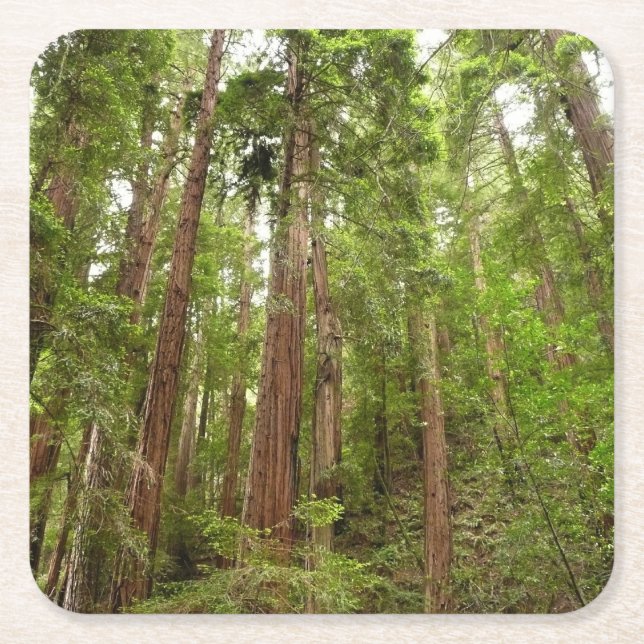 Up to Redwoods I at Muir Woods National Monument Square Paper Coaster (Front)