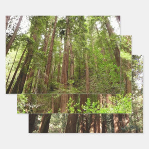 Up to Redwoods I at Muir Woods National Monument Wrapping Paper Sheet