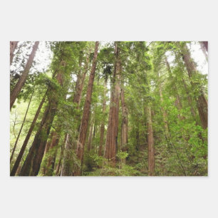 Up to Redwoods I at Muir Woods National Monument Wrapping Paper Sheet