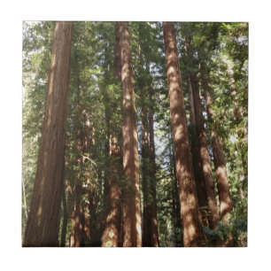 Up to Redwoods II at Muir Woods National Monument Tile