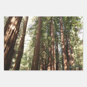 Up to Redwoods II at Muir Woods National Monument Wrapping Paper Sheet