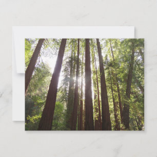 Up to Redwoods in the Morning