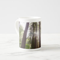 Up to Redwoods in the Morning