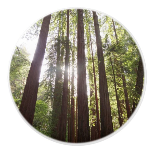 Up to Redwoods in the Morning Ceramic Knob (Front)