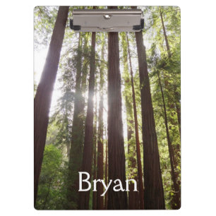 Up to Redwoods in the Morning Clipboard