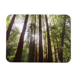 Up to Redwoods in the Morning Magnet