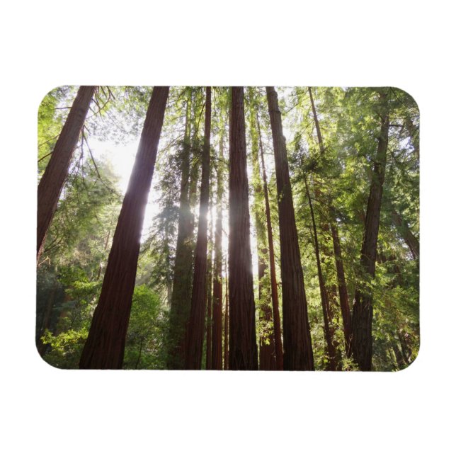Up to Redwoods in the Morning Magnet (Horizontal)