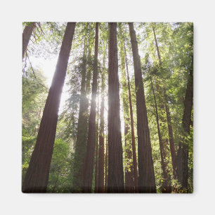 Up to Redwoods in the Morning Magnet