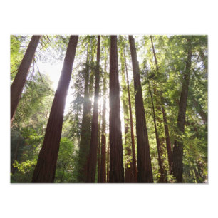 Up to Redwoods in the Morning Photo Print