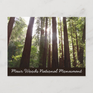 Up to Redwoods in the Morning Postcard