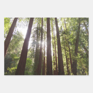Up to Redwoods in the Morning Wrapping Paper Sheet